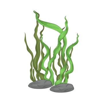 Seaweed Illustration Stock Illustration