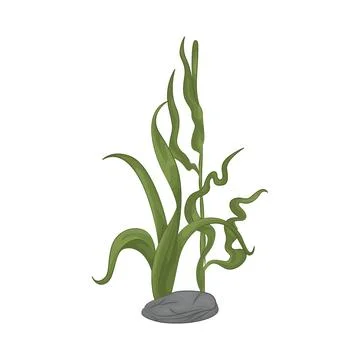 Seaweed Illustration Stock Illustration