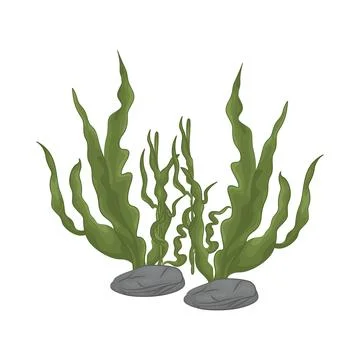 Seaweed Illustration Stock Illustration