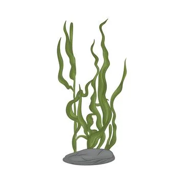 Seaweed Illustration Stock Illustration