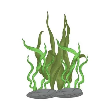 Seaweed Illustration Stock Illustration