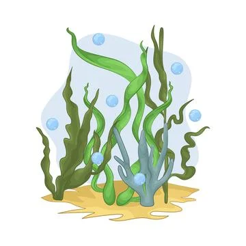 Seaweed Illustration Stock Illustration