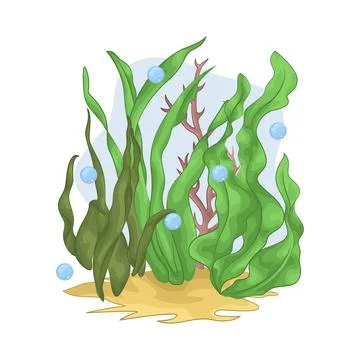 Seaweed Illustration Stock Illustration