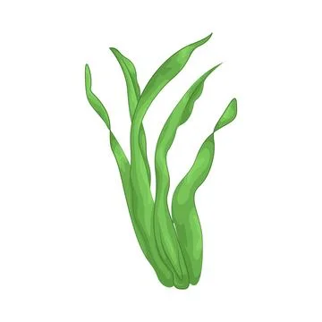 Seaweed Illustration Stock Illustration