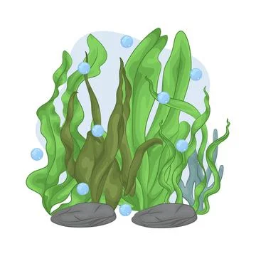 Seaweed Illustration Stock Illustration
