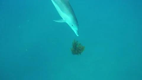 Seaweed interaction Stock Footage 148120369