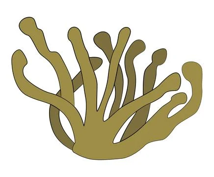 Seaweed isolated on a white background Stock Illustration