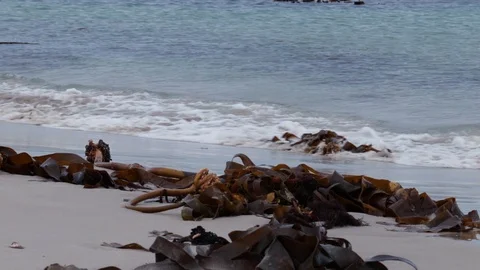 Seaweed kelp on a beach with waves in background Stock Footage 104514439