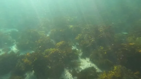 Seaweed Kelp Stock Footage 248810370