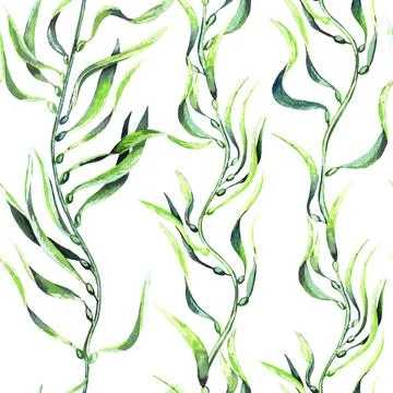 Seaweed kelp seamless pattern. Hand drawn watercolor plants botanical texture Illustrazione stock