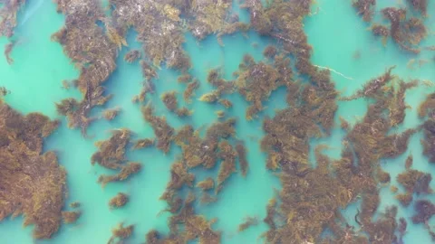 Seaweed kelp Trim (2) 库存影片 150773358