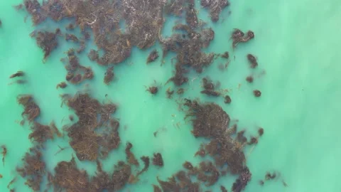 Seaweed kelp Trim (4) Vídeo Stock 150773442