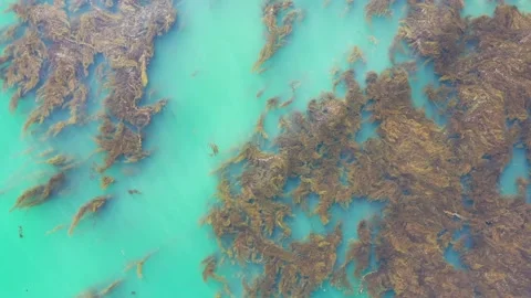 Seaweed kelp Trim Stock-Footage 150773335