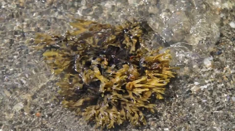Seaweed lapping in water 스톡 동영상 48340617