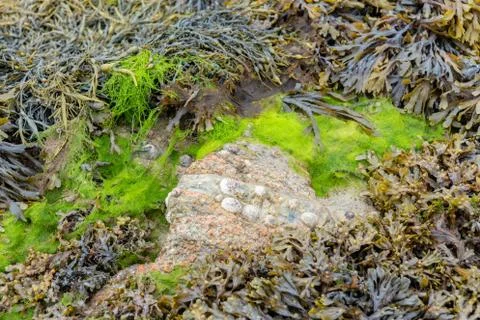 Seaweed at low tide Stock Photos