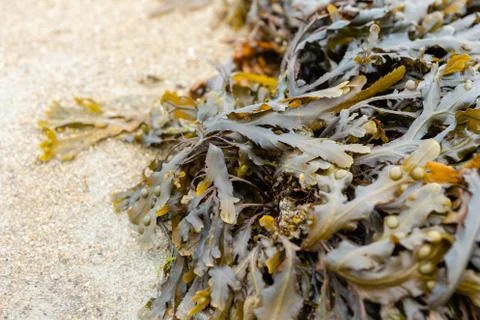 Seaweed at low tide Stock Photos