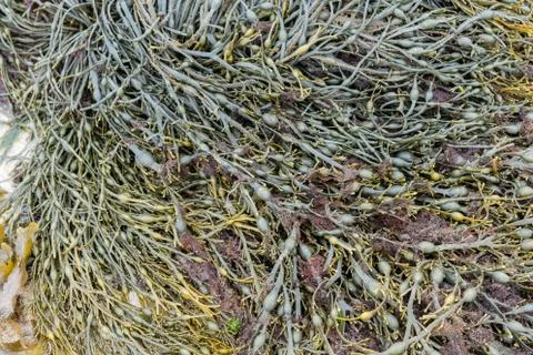 Seaweed at low tide Foto stock