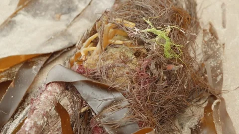Seaweed in macro close up background stock footage Видео 309768063