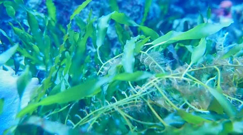 Seaweed macroscopic multicellular marine algae Stock Footage 65748313