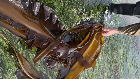 Seaweed in a man's hand against the backdrop of a beautiful landscape on the sea Stock Footage 244276797