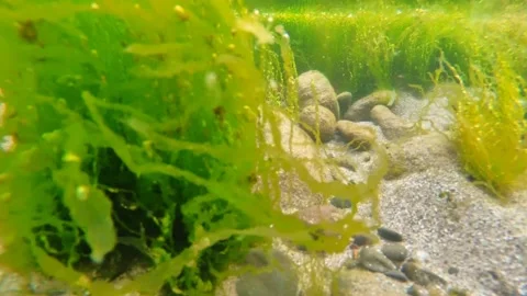 Seaweed in motion Stock Footage 167836961