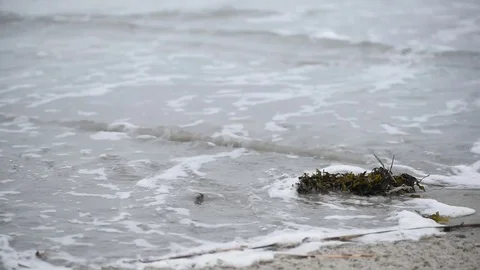 Seaweed moved by wave overcast Stock Footage 75763709