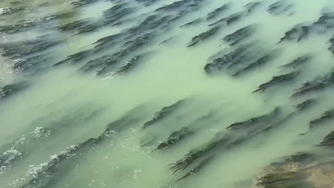 Seaweed moving slowly in the Ebro river Stock Footage 249351402