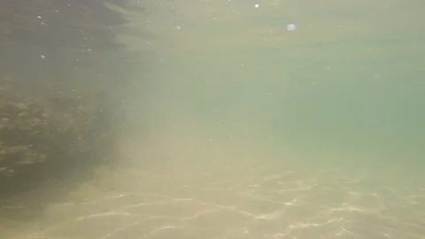 Seaweed near the surface Stock Footage 95977962