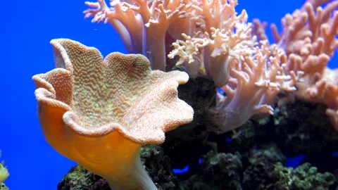 Seaweed on the ocean floor Stock Footage 229961259