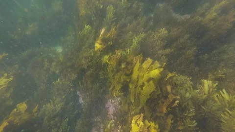 Seaweed on the ocean floor Stock Footage 250620658