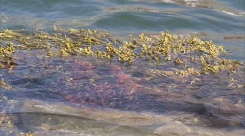 Seaweed in the ocean Stock Footage 11287751