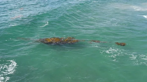 Seaweed in the Ocean Stock Footage 48841984