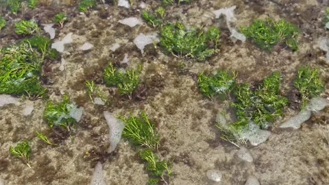 Seaweed in the ocean Stock Footage 309543624