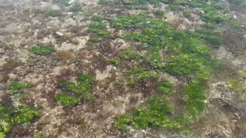 Seaweed in the ocean Stock Footage 309543678