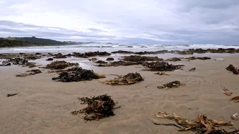 Seaweed or Macroalgae on the sandy beach during the low tide, New Zealand Stock Footage 284778219