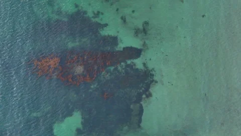 Seaweed overhead from Drone Stock Footage 301088978