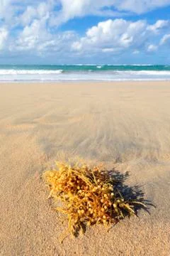 Seaweed Stock Photos