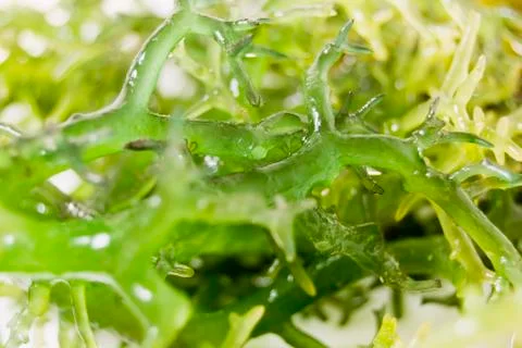 Seaweed Stock-Fotos