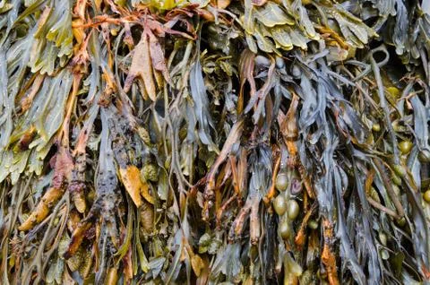 Seaweed Foto stock
