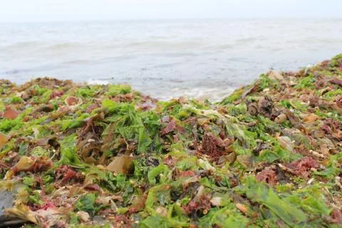 Seaweed Stock Photos