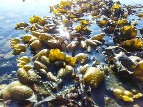 Seaweed Stock Photos