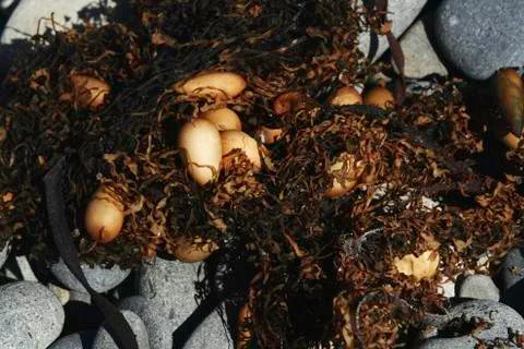 Seaweed Stock Photos