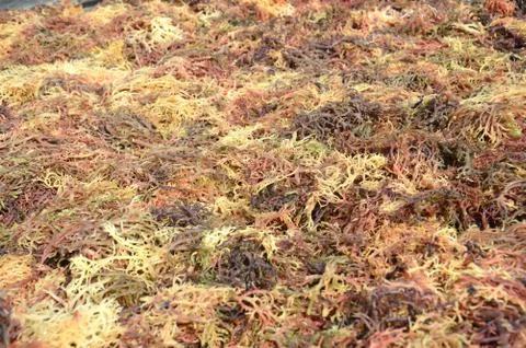 Seaweed Stock Photos