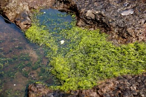 Seaweed Stock Photos