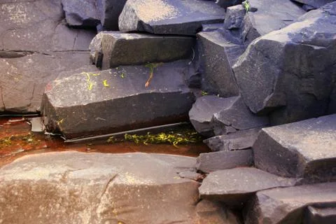 Seaweed Stock Photos