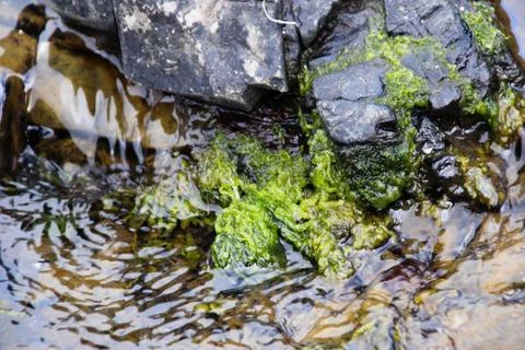 Seaweed Stock Photos
