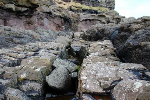 Seaweed Stock Photos