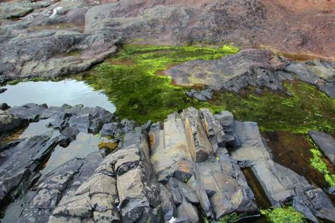 Seaweed Stock Photos