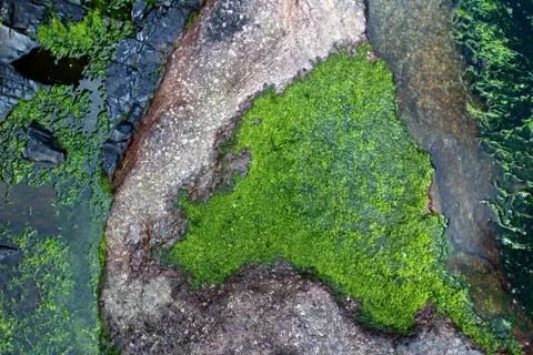 Seaweed Stock Photos