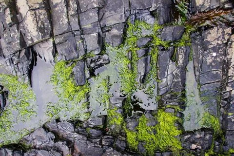 Seaweed Stock Photos